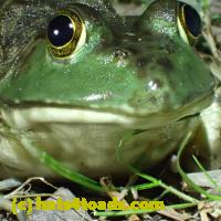 /home//u458753944/public_html/sourcegallery//Frogs/More bullfrogs/P7010205.JPG